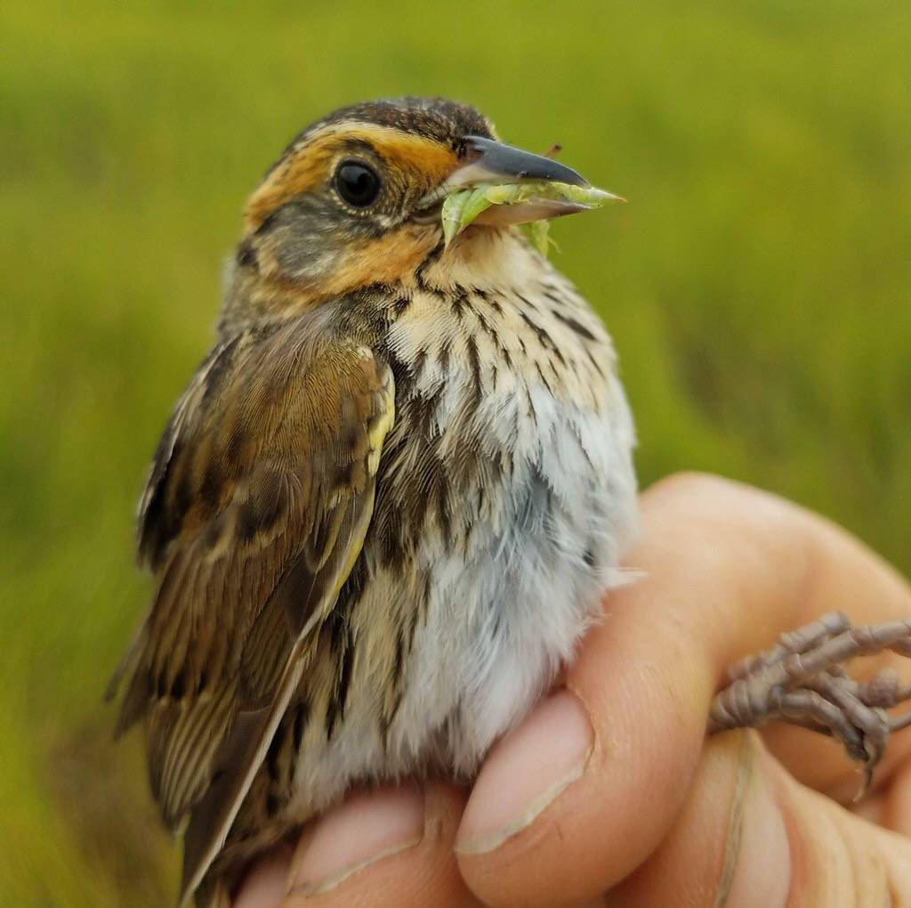 Saltmarsh sparrow adult with food for chicks by Bri Benvenuti/U. S. Fish and Wildlife Service - Northeast Region is marked with Public Domain Mark 1.0.